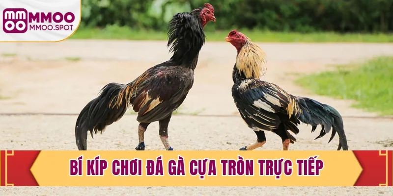 Bí kíp chơi đá gà cựa tròn trực tiếp